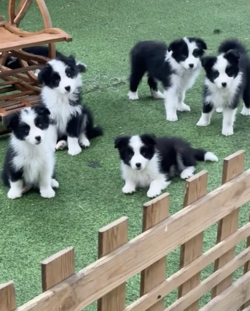 黑白相间边境牧羊犬,聪明机灵,颜值与智商并存