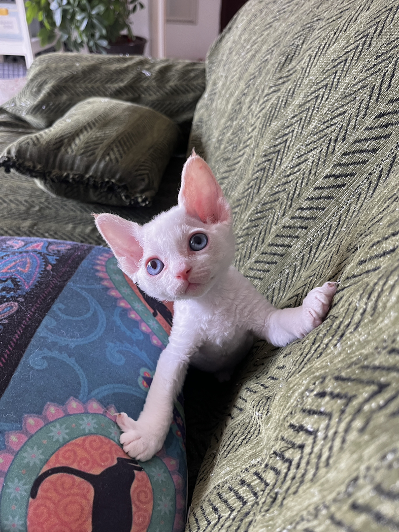 白色德文卷毛猫，独特卷毛，大眼萌宠，耳朵和尾巴是黄色，个性温顺惹人爱