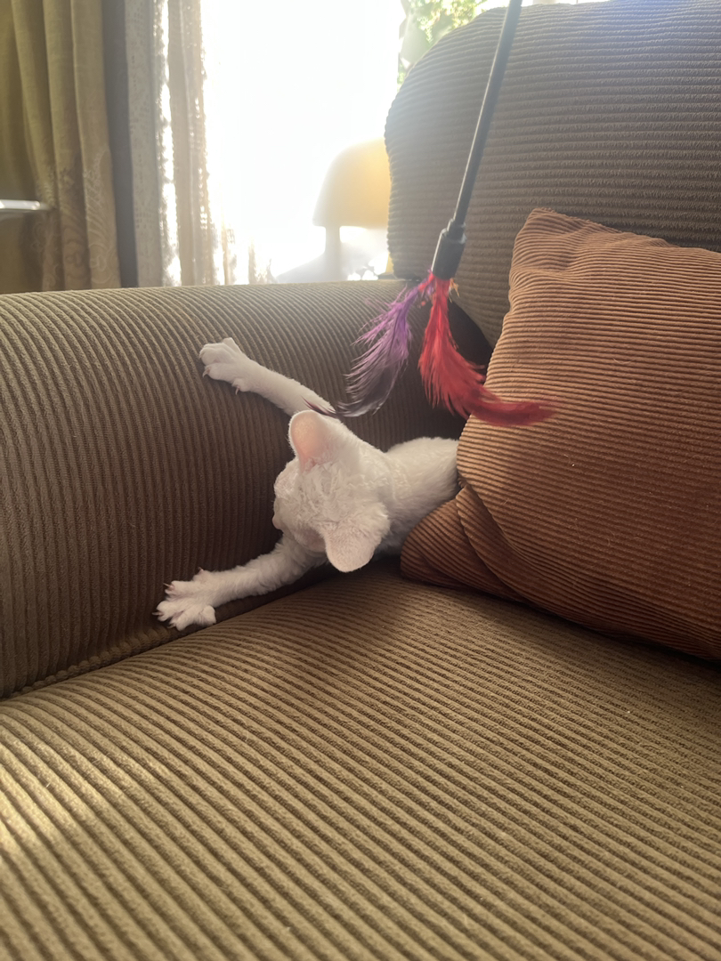 纯白异瞳德文猫