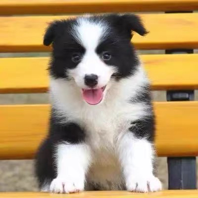 双血统边牧❤️带证书芯片