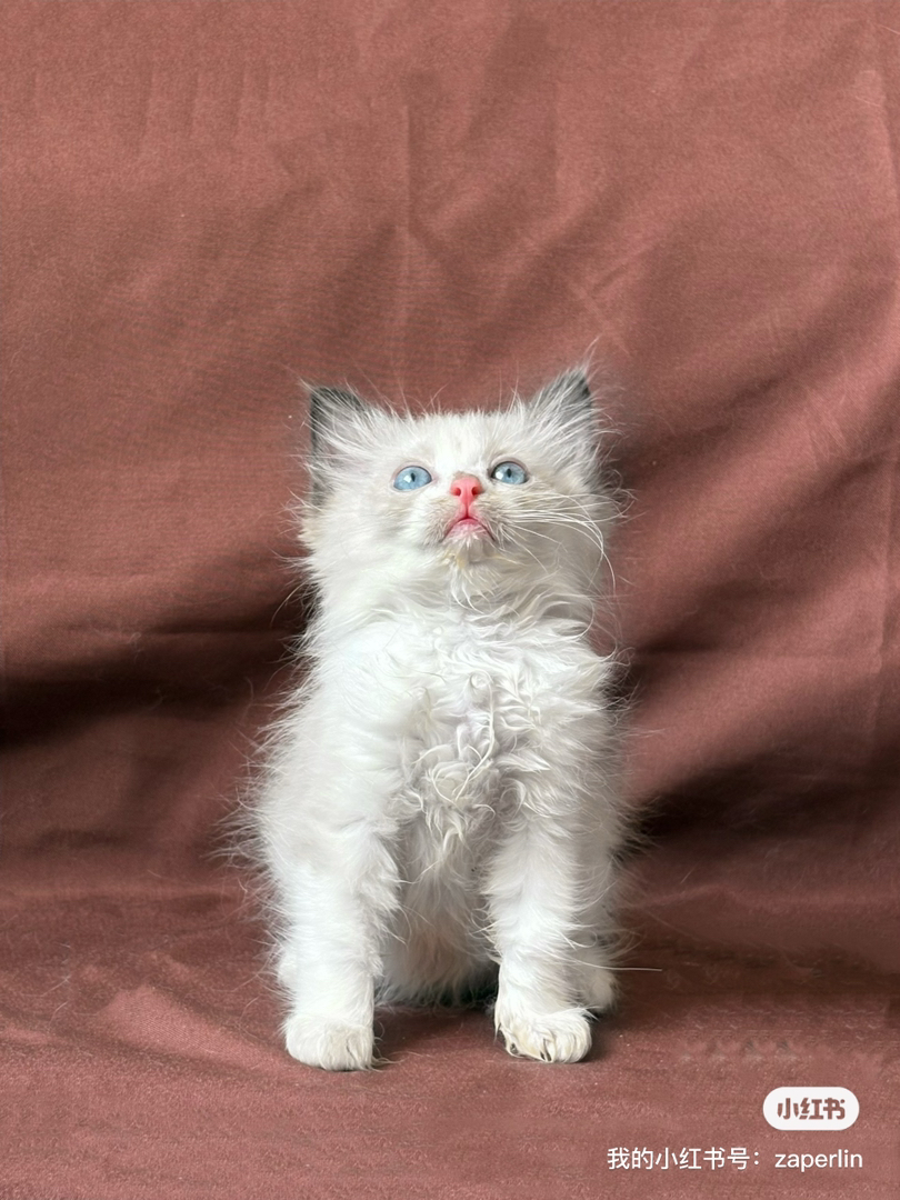 布偶猫幼崽，蓝眼长毛颜值高，性格温顺乖巧惹人爱