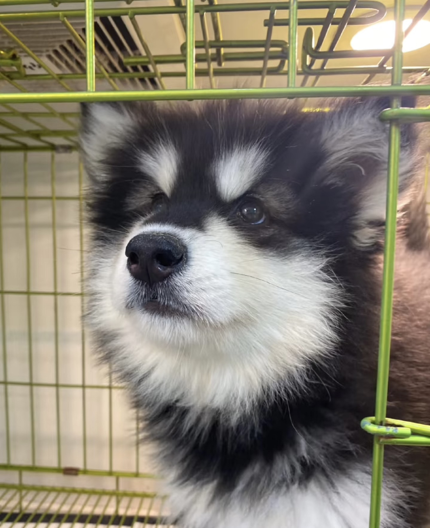 ​​高颜值​​：阿拉斯加犬体型匀称，外观极具吸引力。