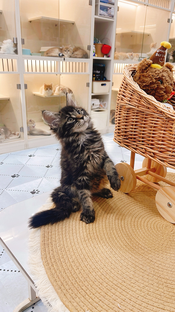 缅因猫幼崽,虎斑花纹毛绒浓密,活泼灵动,霸气可爱适配陪伴
