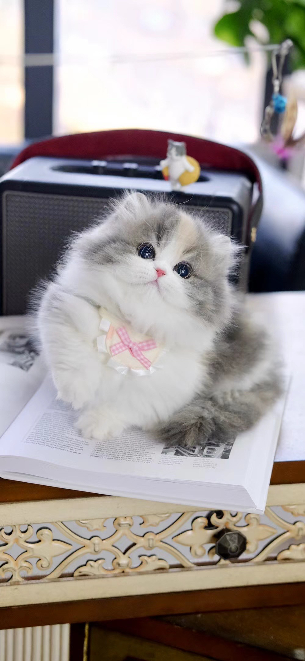 稀有三色矮脚拿破仑猫咪