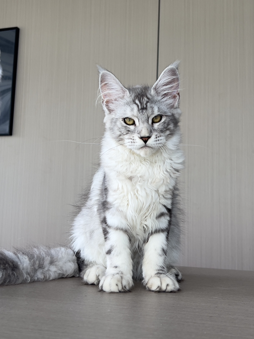 缅因猫幼崽,霸气外表,温柔内心,绝佳的宠物伴侣