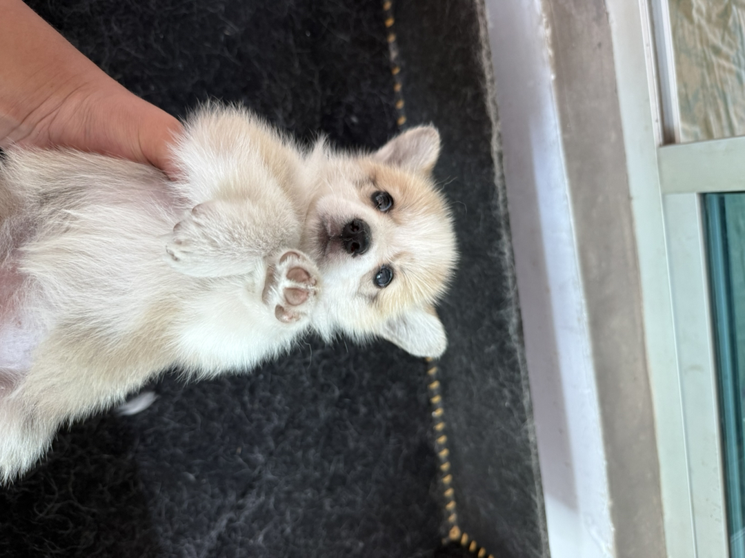自家柯基幼犬出售，可爱活泼好动，已打一针疫苗