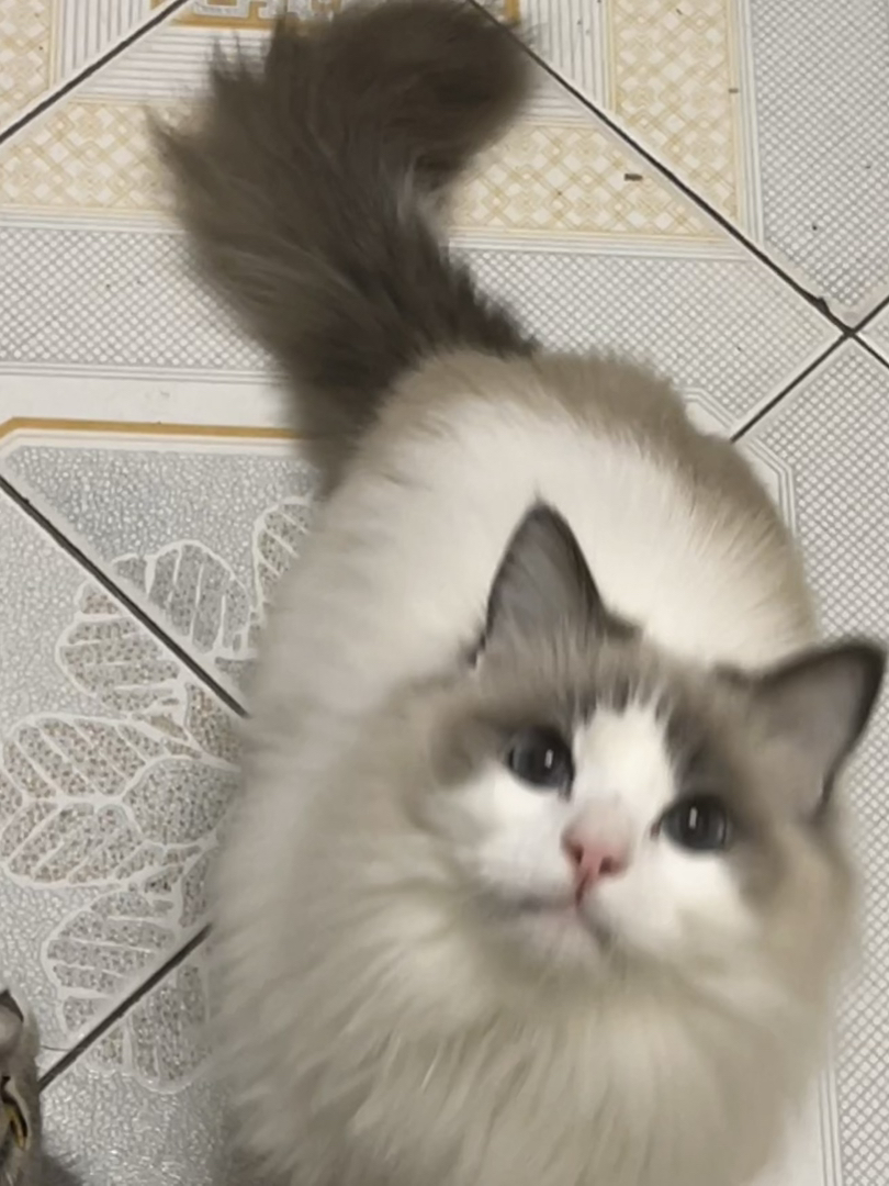 叫团团，性格胆小，但是又很调皮，特别聪明，这猫有点心眼子但不多