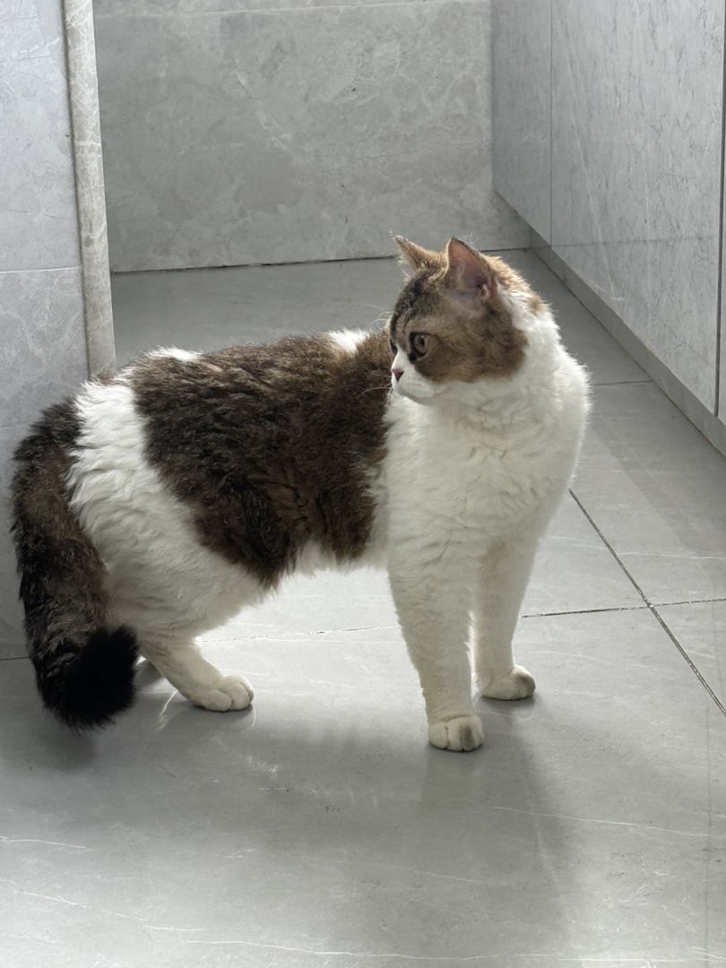 赛尔凯克卷毛猫短毛