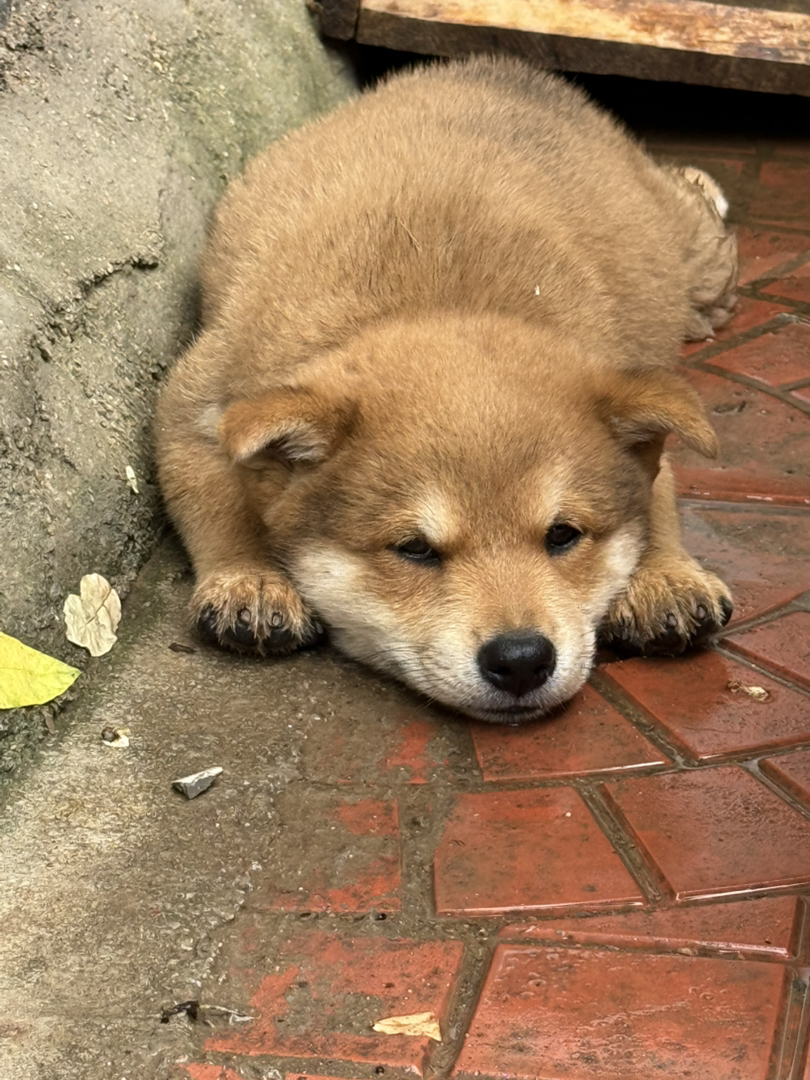 【自家繁育超萌柴犬弟弟找新家～】