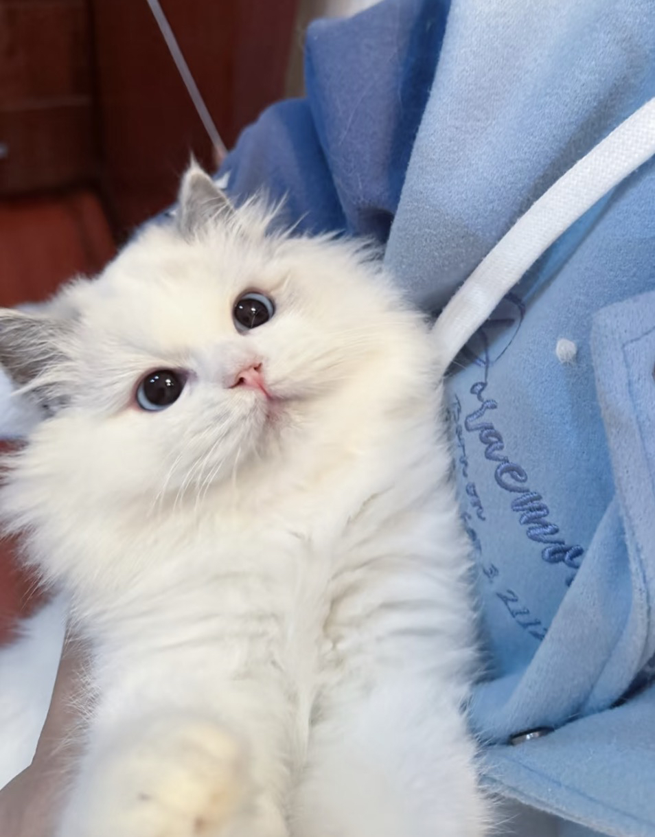 纯种赛级后代蓝双布偶猫弟弟，性格好，脾气好，省
心好养活
