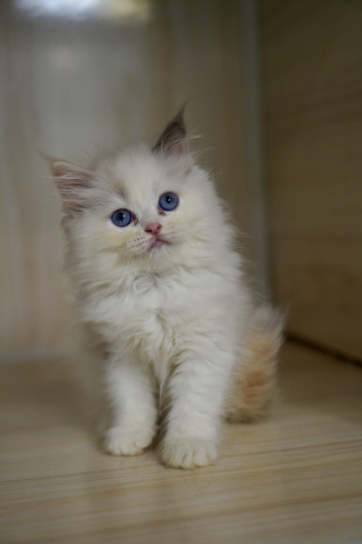 布偶猫幼崽，蓝眼白毛颜值高，温顺粘人，养宠佳选