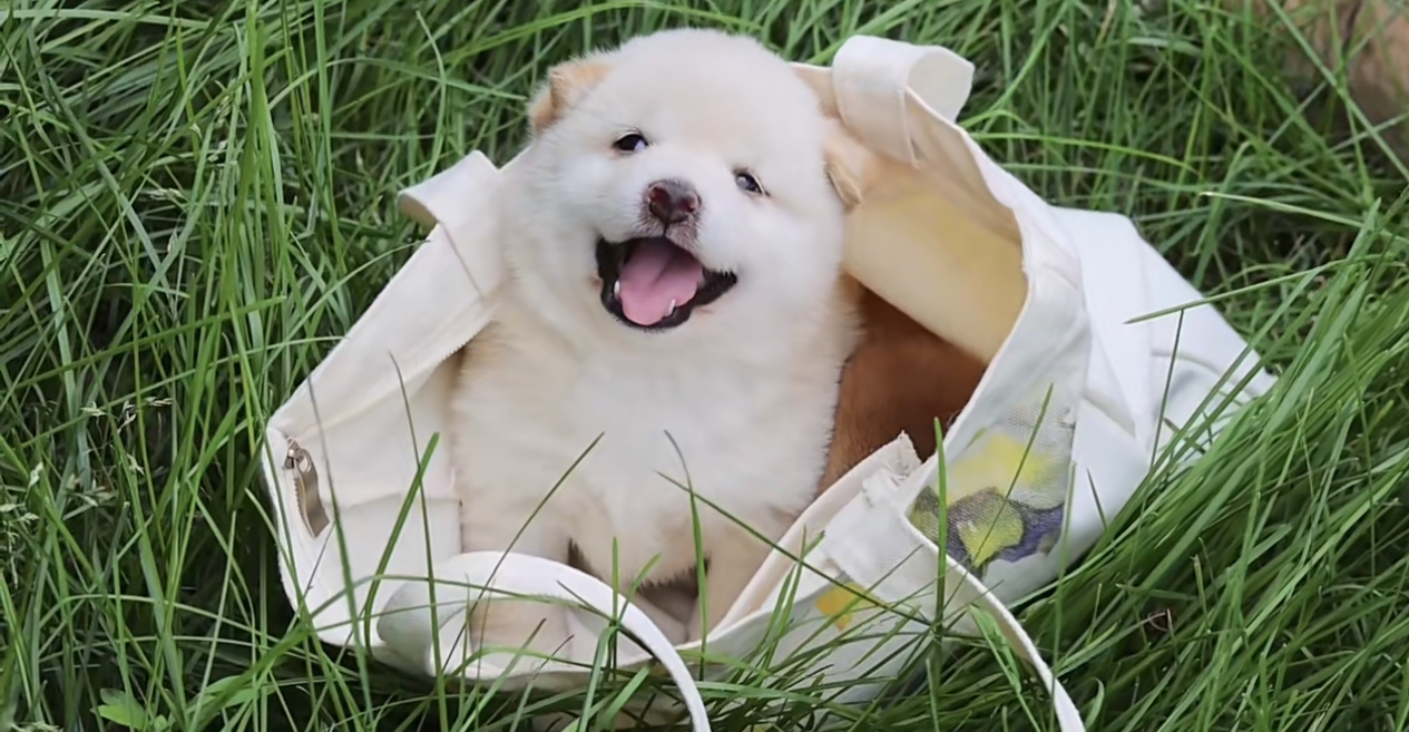 日本柴犬❤️小体豆柴