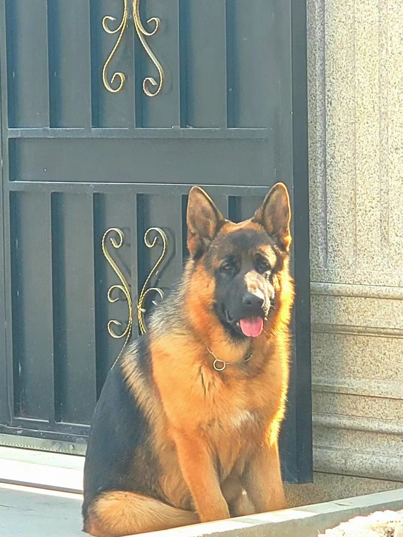 双血统德国牧羊犬❤️德牧