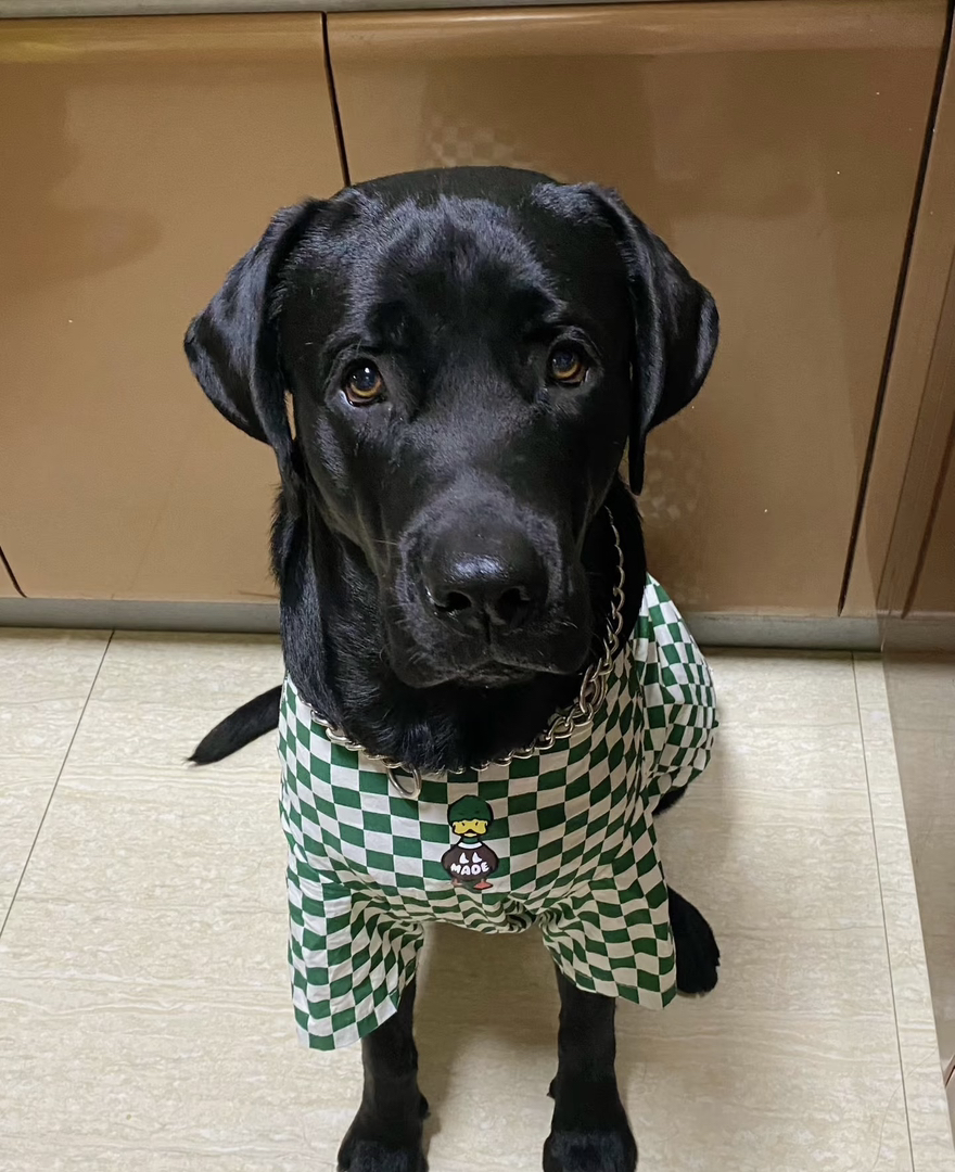 可爱拉布拉多幼犬，乖巧温顺，聪明伶俐的理想宠物