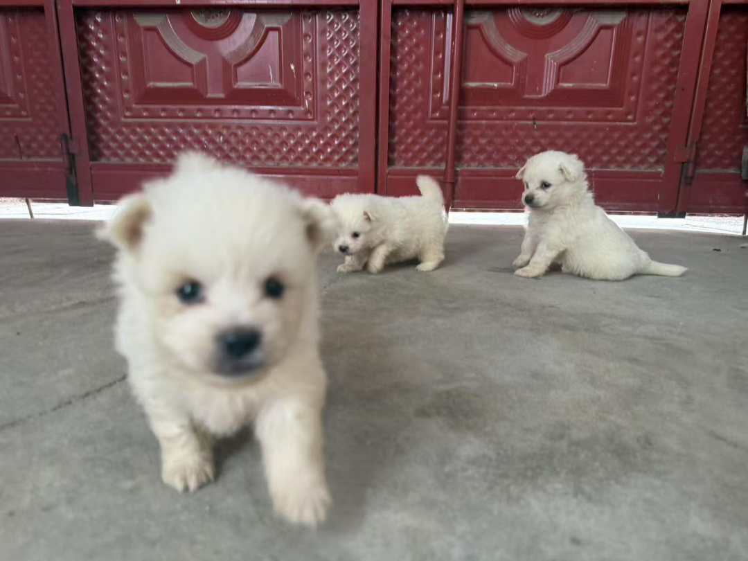 可爱比熊幼犬两个多月大量有货,犬舍一首货源