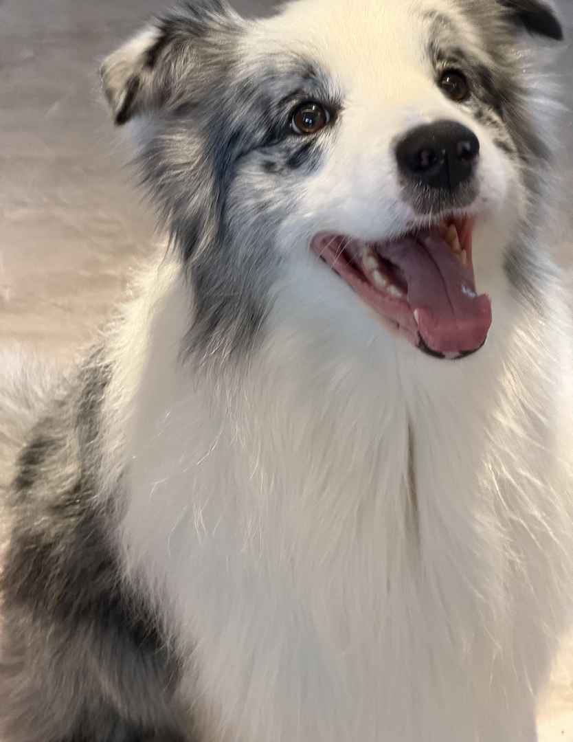 出售边牧,成犬,幼犬都有