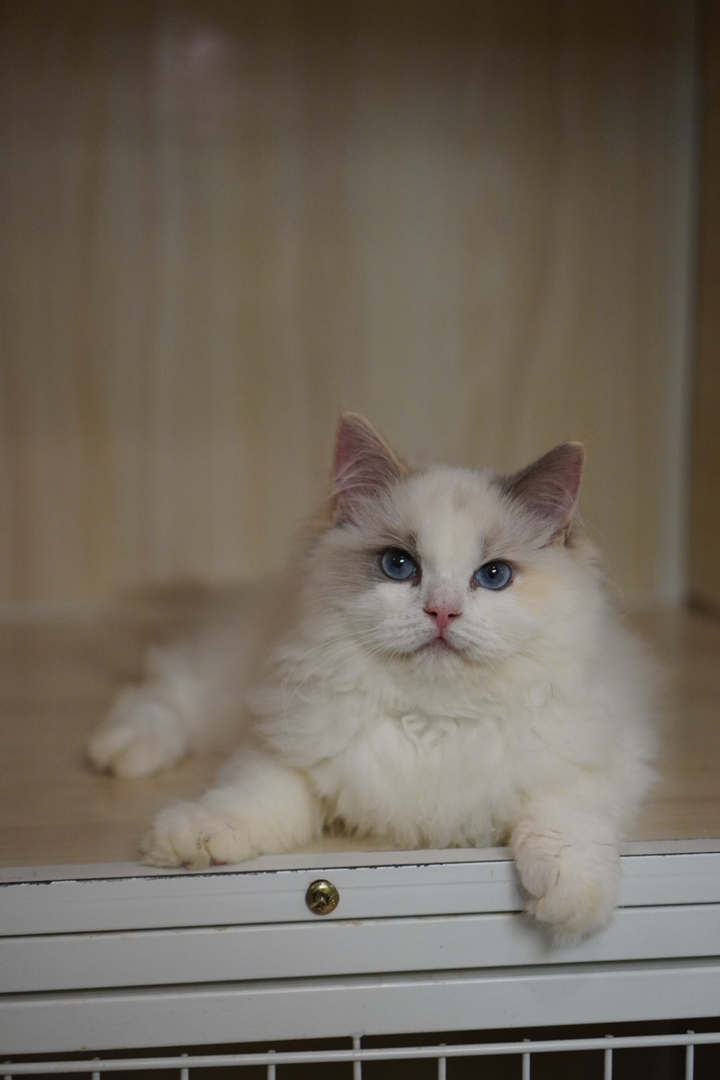 布偶猫