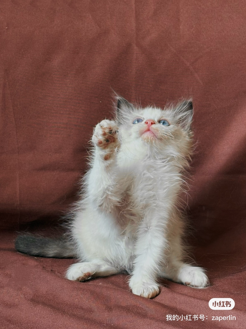 布偶猫幼崽，蓝眼长毛颜值高，性格温顺乖巧惹人爱