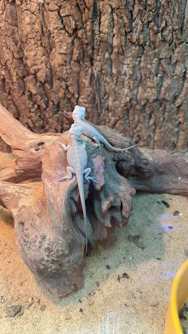 可爱鬃狮蜥，独特品相，个性宠物，饲养乐趣多