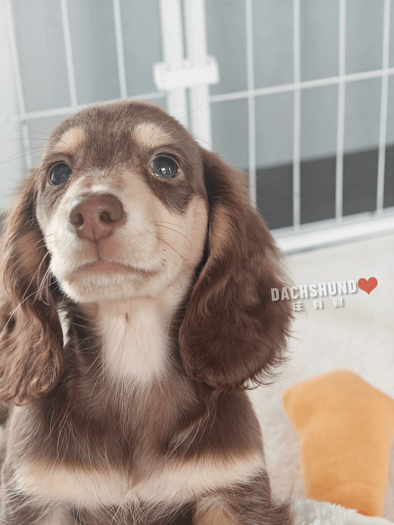 三个月巧奶弟弟。血统纯正，种公级别，骨量惊人堆堆袜