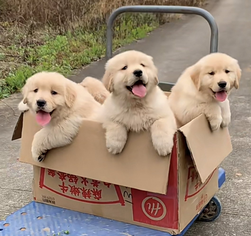 赛级金毛幼犬❤️双血统带证书芯片