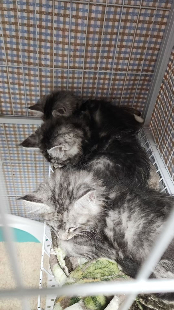自家繁育纯种缅因猫