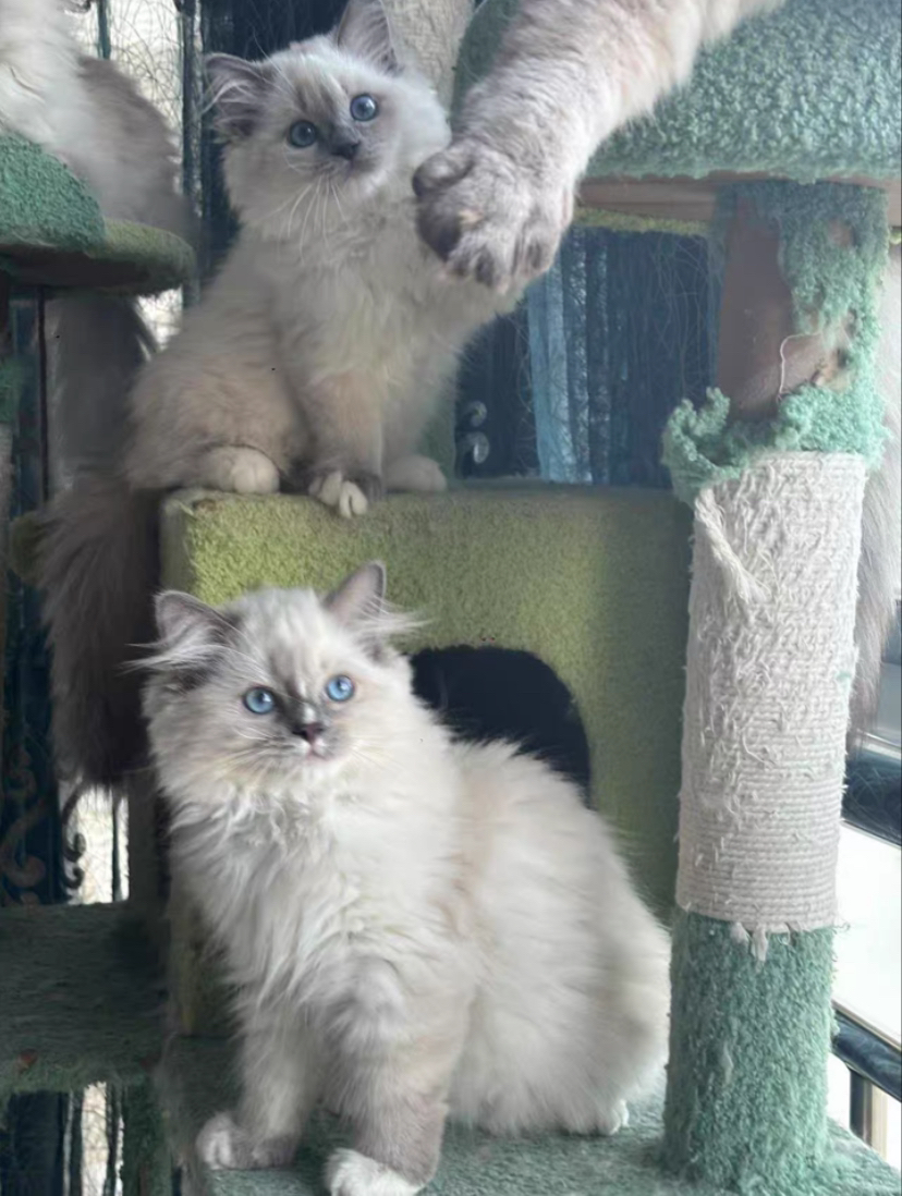 重点色布偶猫，蓝眼长毛颜值高，温顺亲人，养猫首选