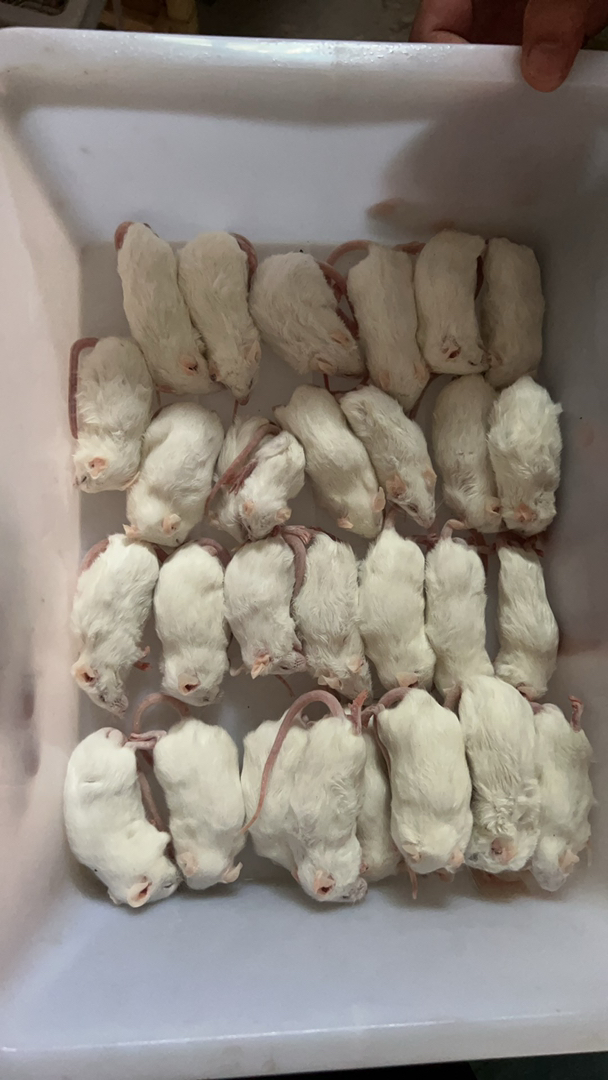小白鼠