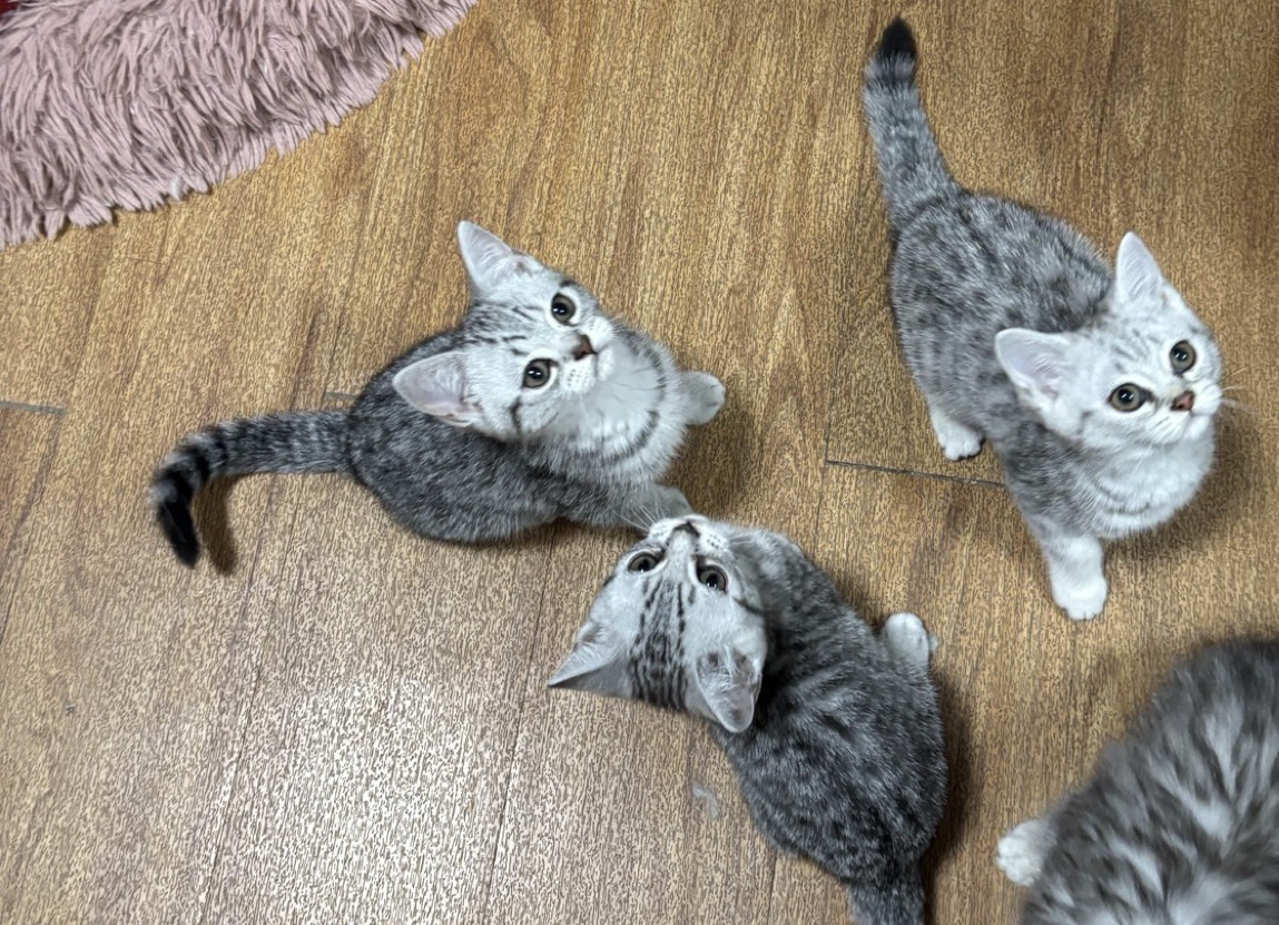 西安英短银虎斑幼崽，斑纹独特，活泼可爱，养猫首选