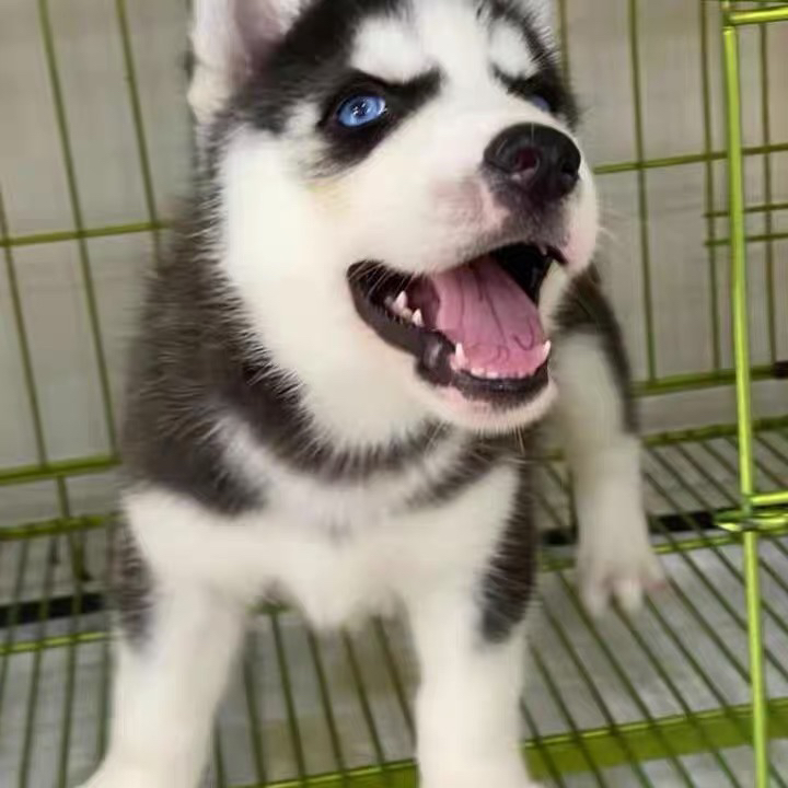 哈士奇幼犬,蓝眼颜值高,活泼好动超可爱