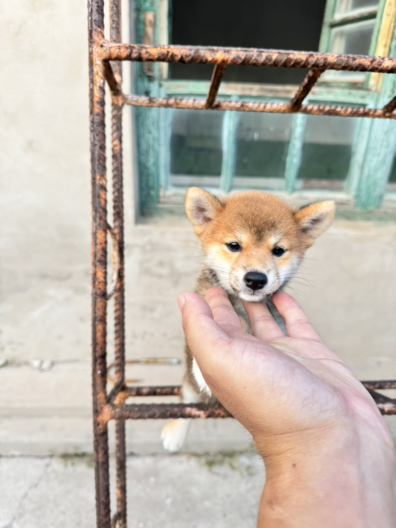 日本豆柴犬小妹妹