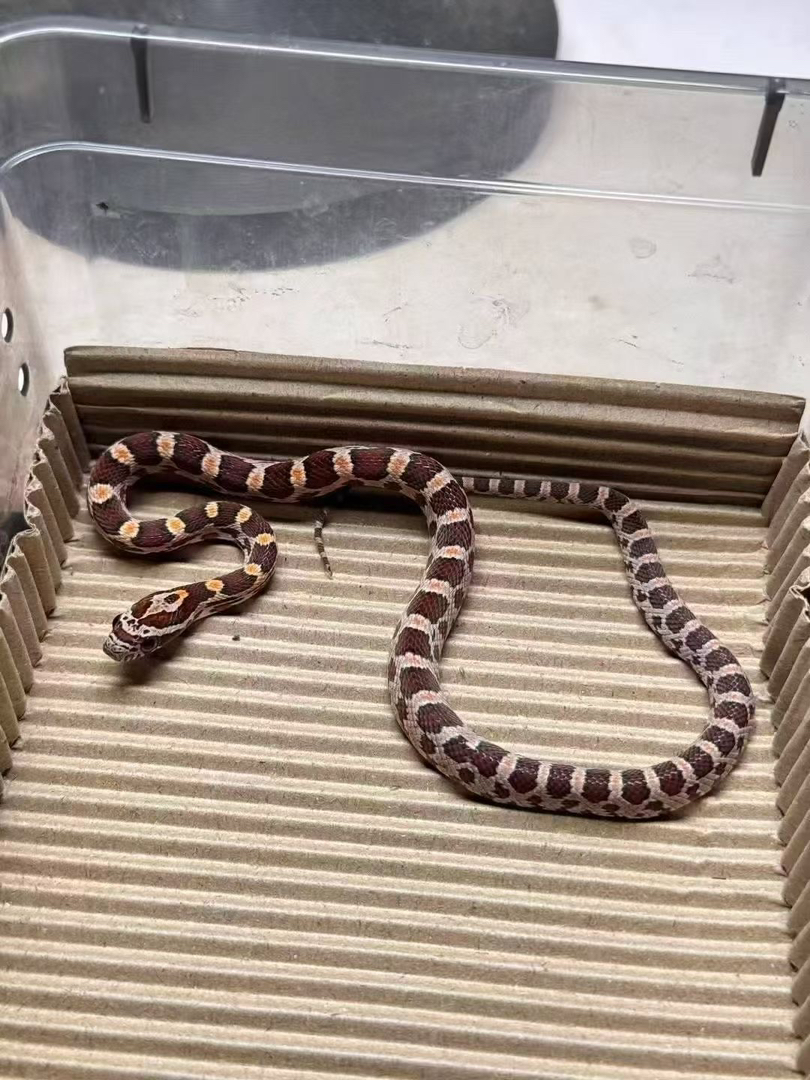 网红宠物玉米蛇 健康温顺饲养简单