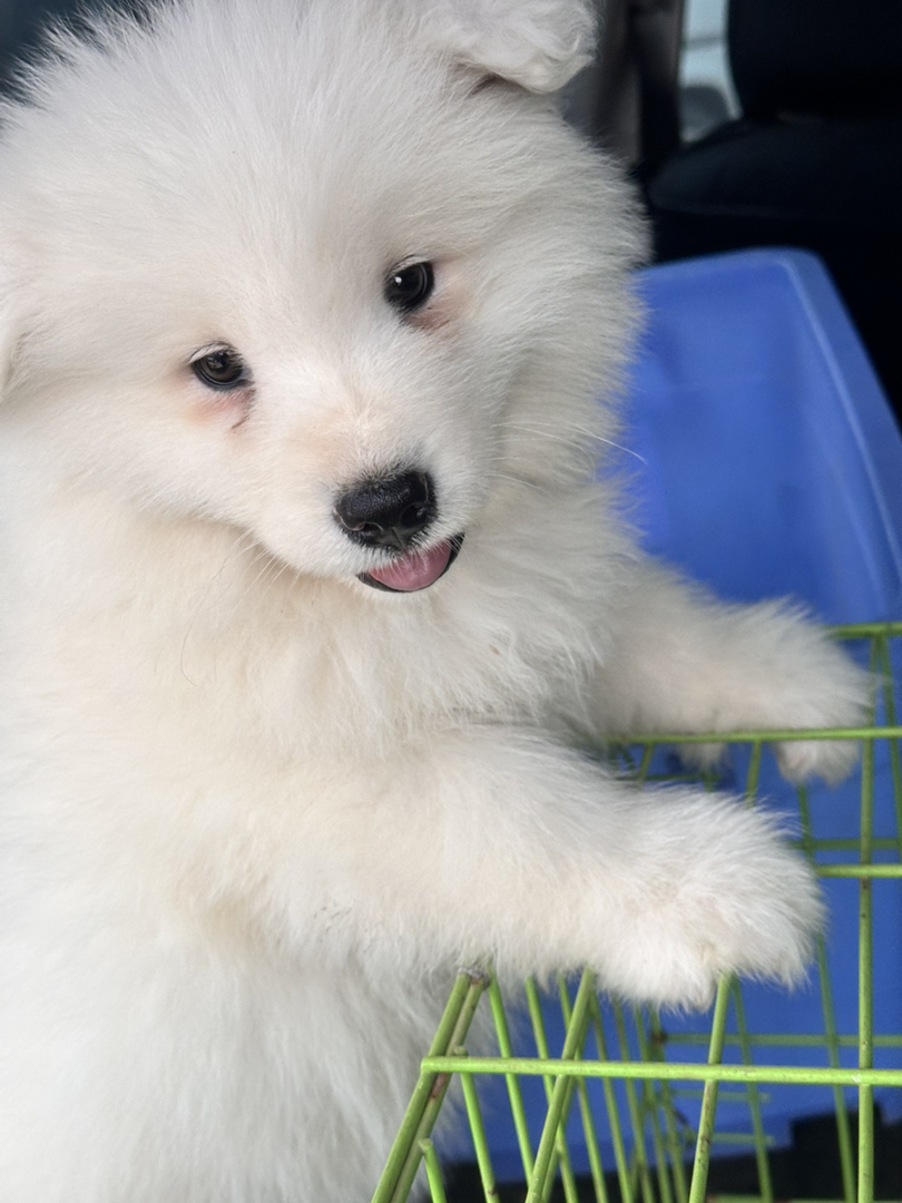 萨摩耶幼犬，雪白蓬松，颜值爆表，温顺可爱萌翻天