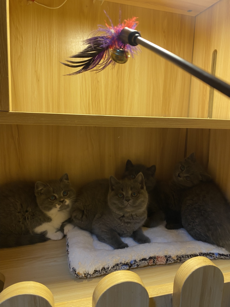 英短蓝猫，包超长售后