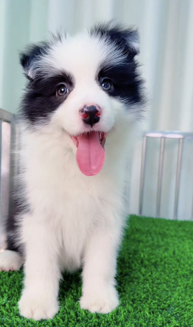 七白三通双血统边境牧羊犬