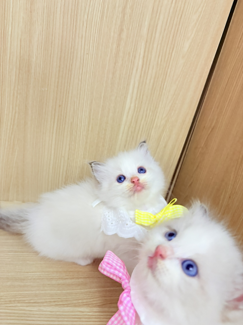 布偶弟弟妹妹