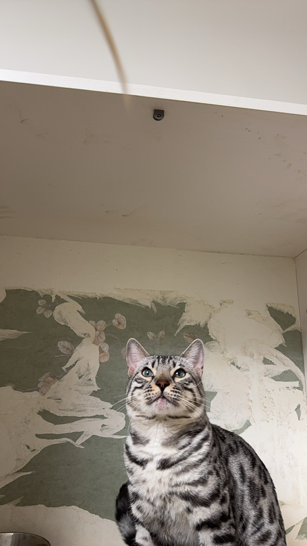 孟加拉豹猫银豹公-小玫瑰纹出售