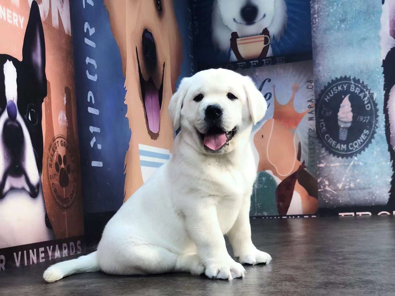 可爱拉布拉多幼犬，品相优良，温顺乖巧的最佳宠物伴侣