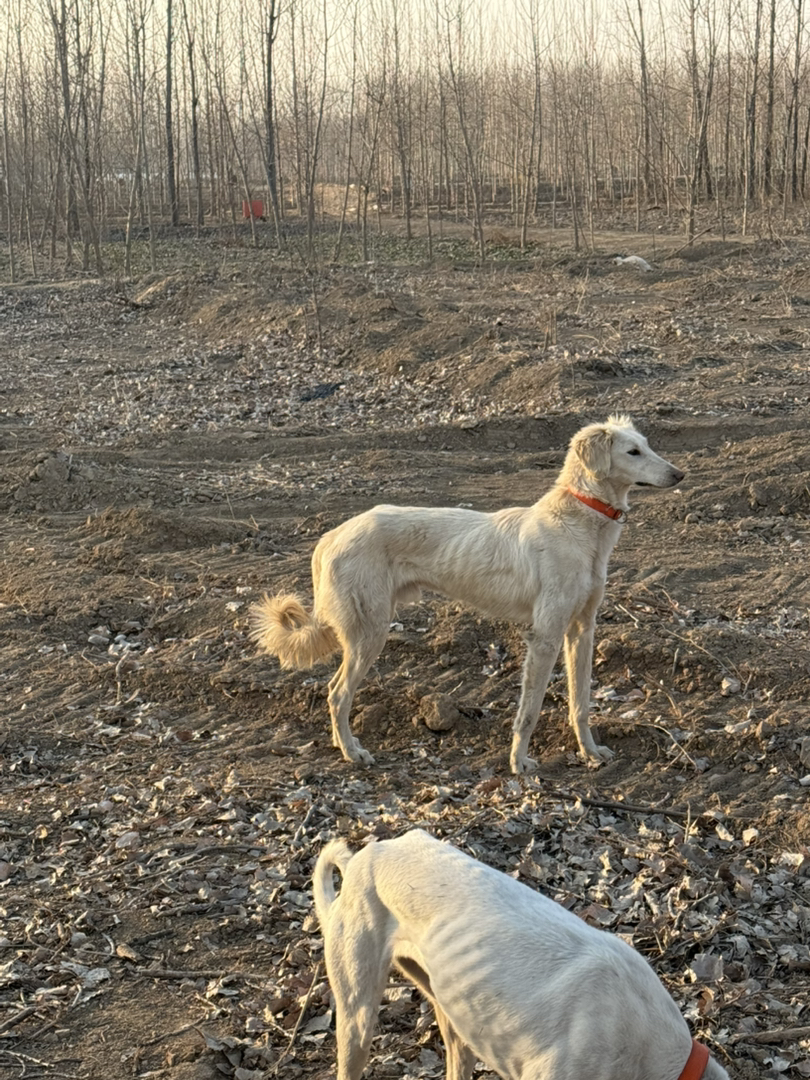 山东细犬小公,看家护院杠杠的