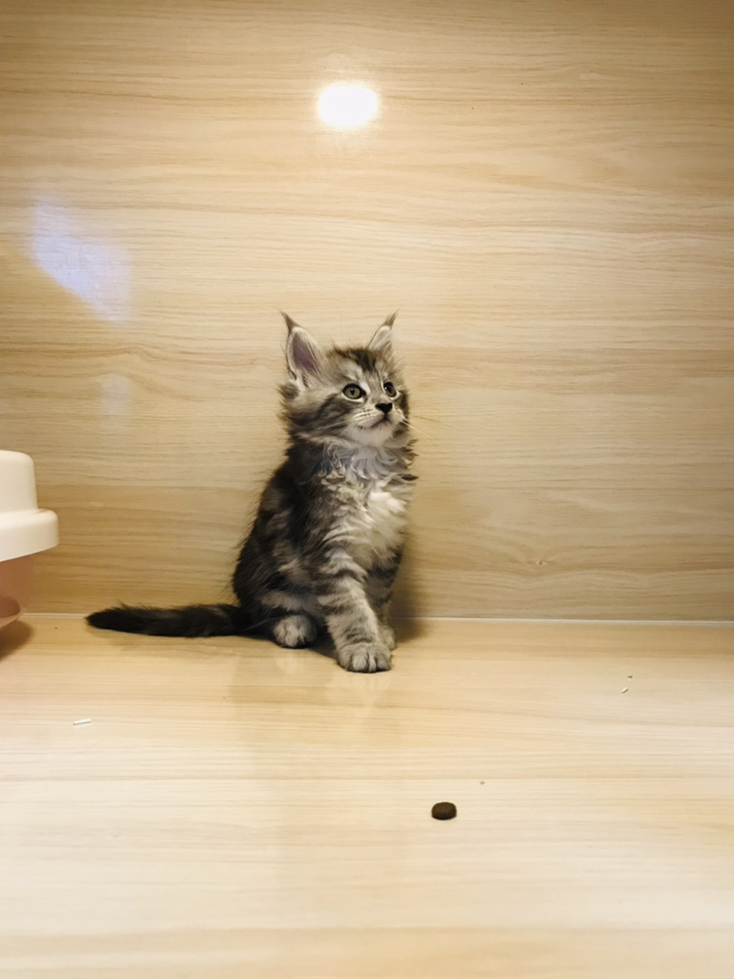 缅因猫