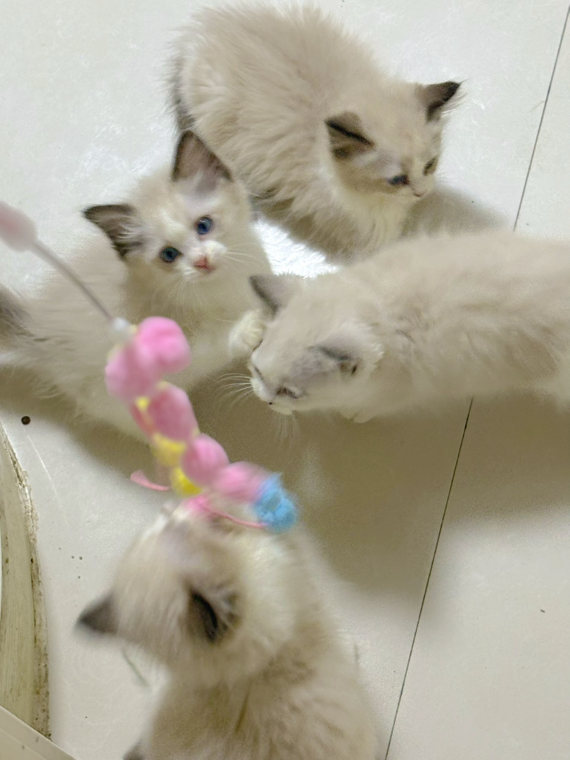 可爱布偶猫，蓝眼长毛颜值高，性格温顺乖巧惹人爱