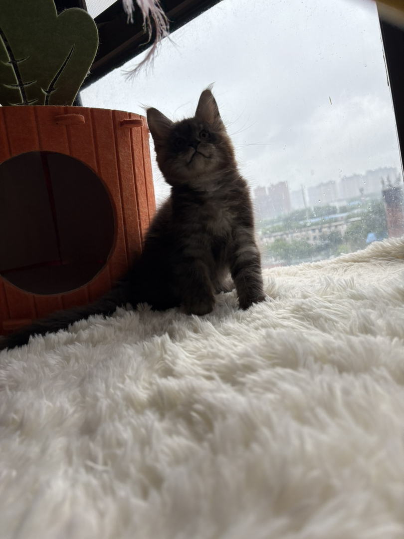 缅因猫幼崽，体型较大，毛发浓密，温柔霸气的猫中贵族
