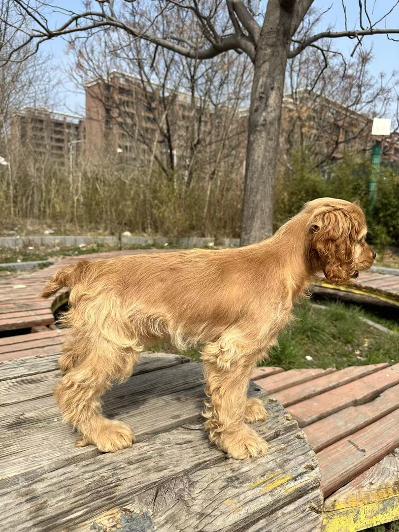 可卡犬幼犬,金黄卷毛垂耳,活泼爱笑温顺粘人,家庭伴侣优选