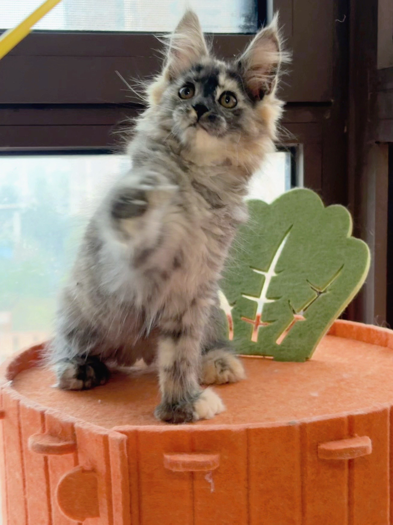 玳瑁色大脚妹妹开脸比较漂亮