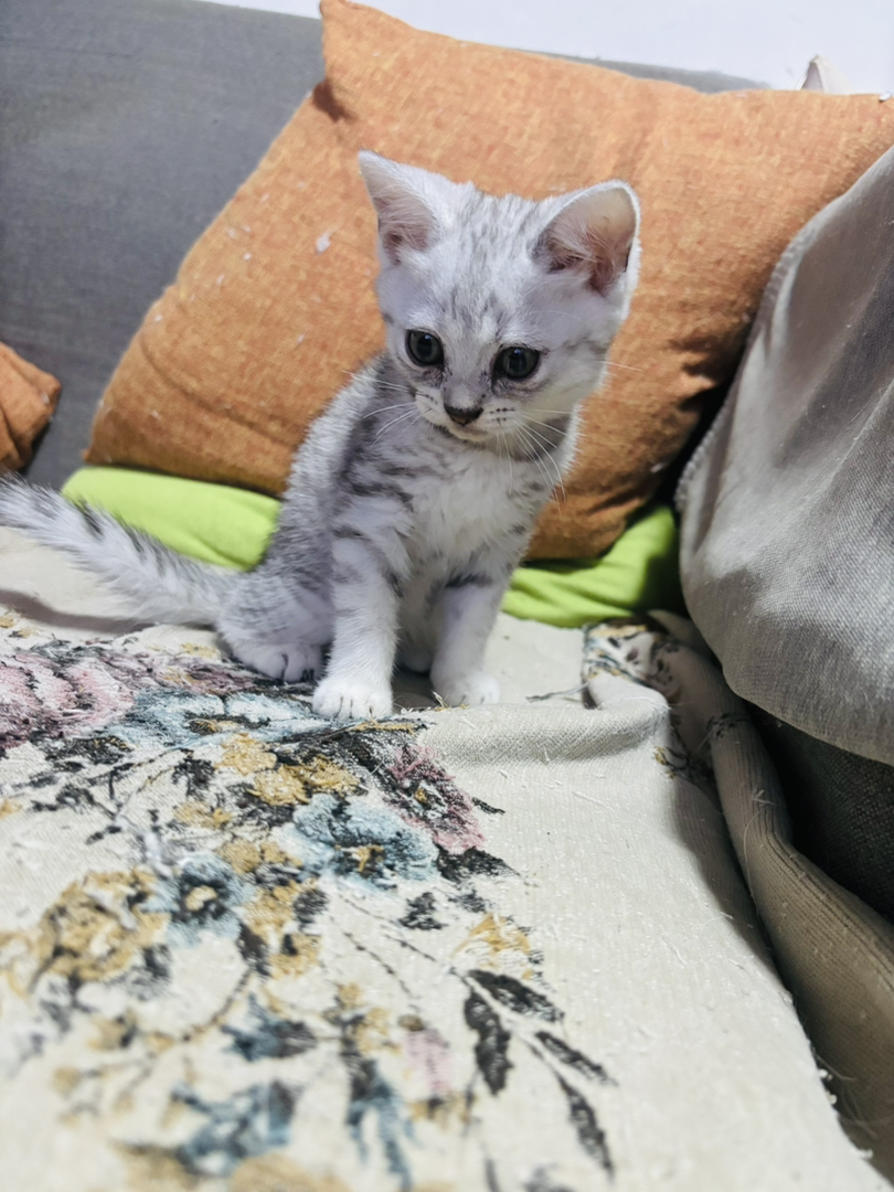 自己家猫生的美国短毛猫，经典虎斑纹，有4只