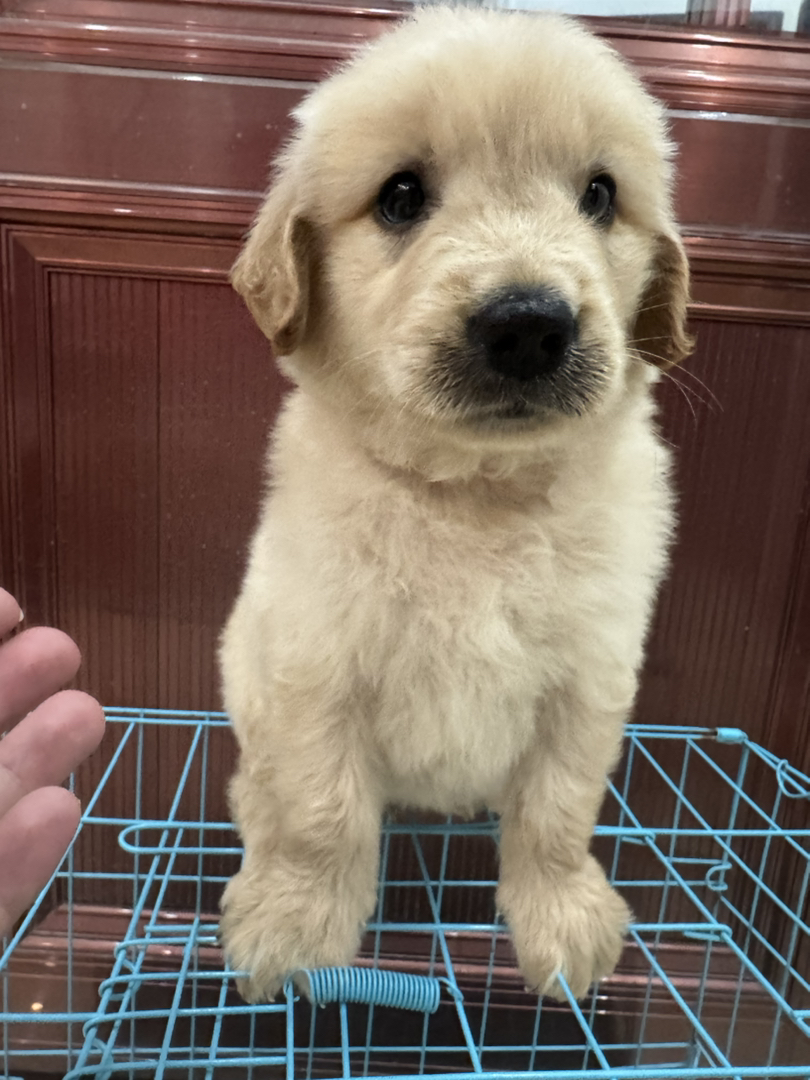 金毛幼犬，毛茸可爱，性格温顺，是理想的家庭陪伴宠物