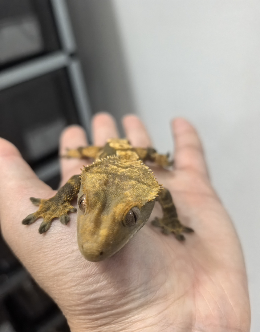 睫角守宫断尾压成体het缺黄的宝宝哦