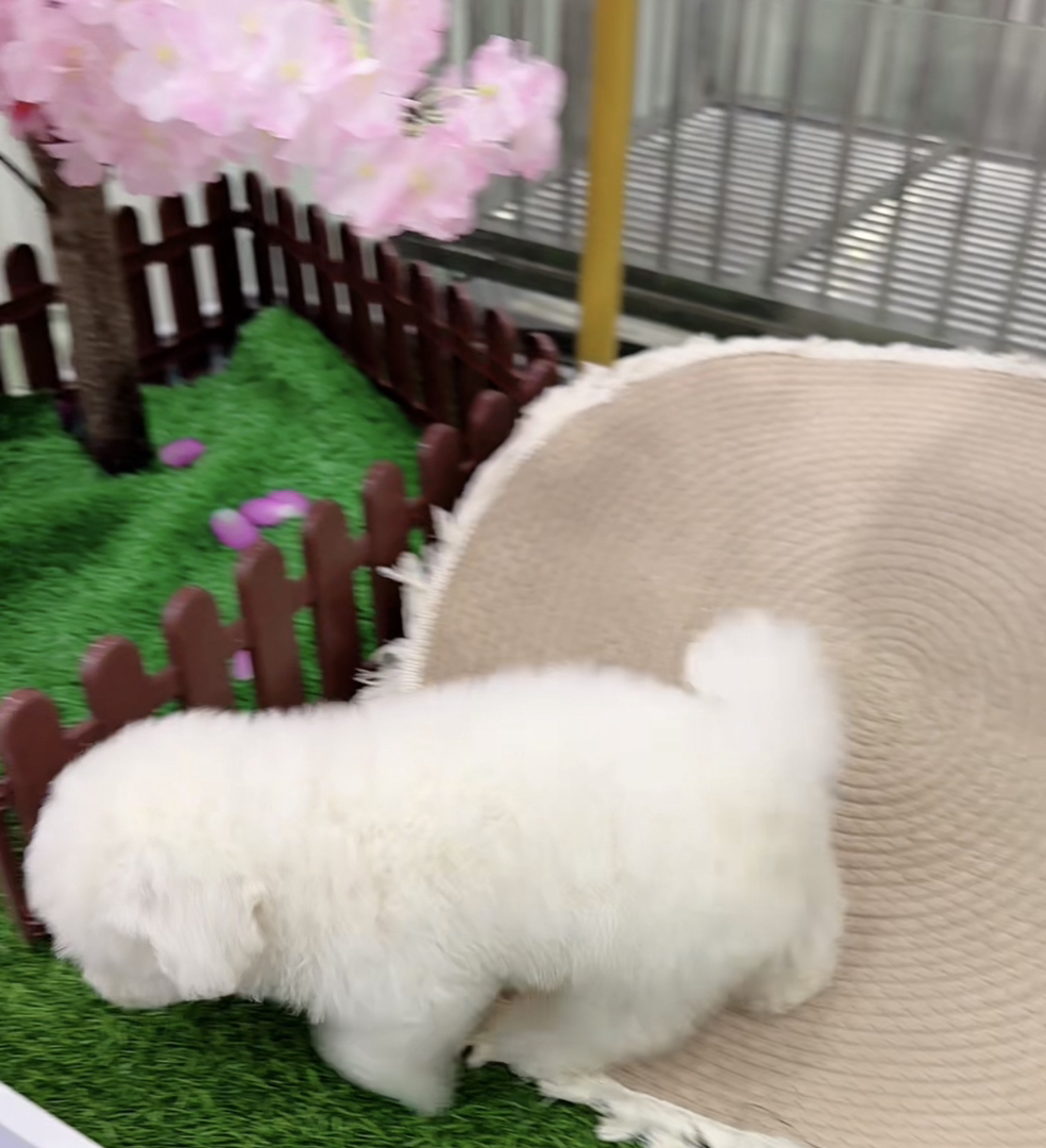 ❤️高端大眼睛双血统比熊犬❤️