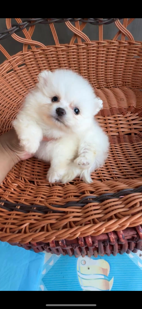 纯白博美妹妹找新家啦，两个月大