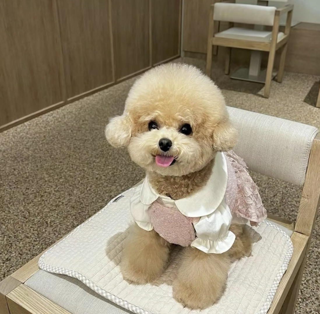 网红泰迪熊❤️❤️泰迪熊